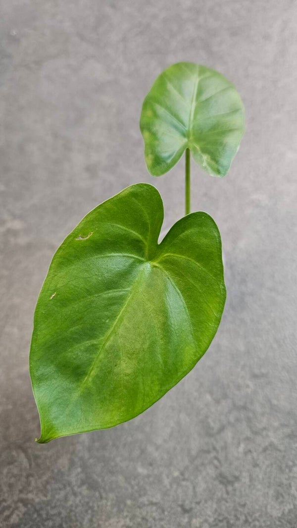 Alocasia Macrorrhiza (Albo Variegata)