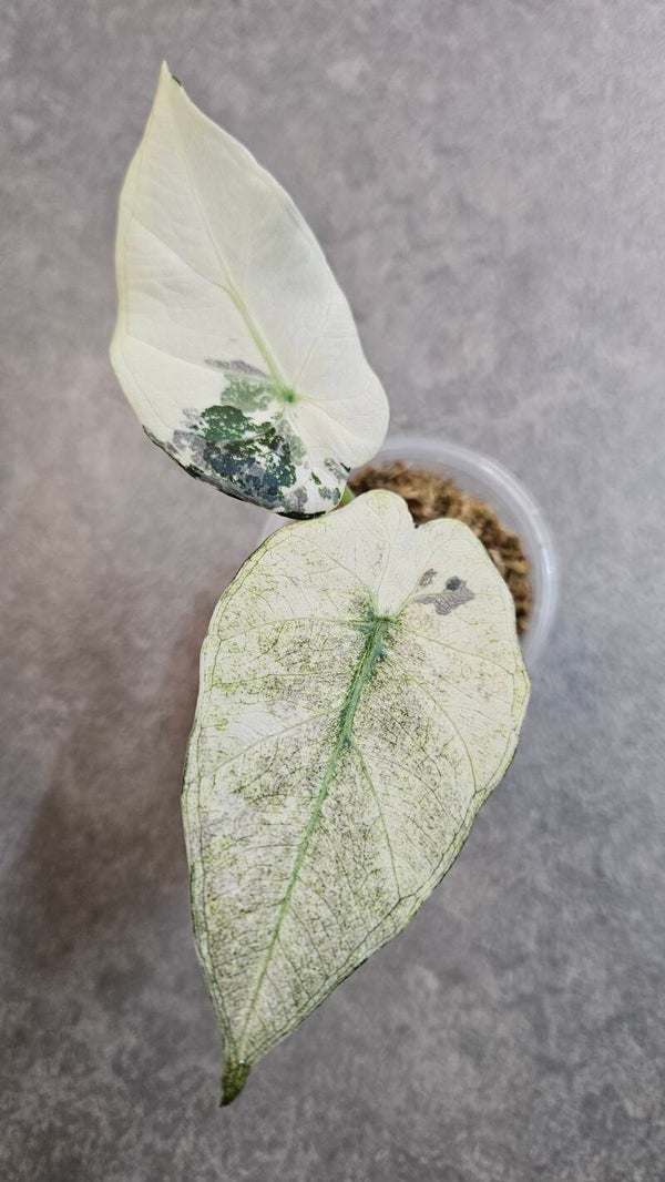 Alocasia Regal Shield Albo Variegata