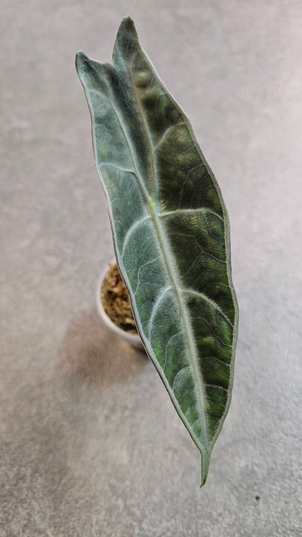 Alocasia Longiloba Purple