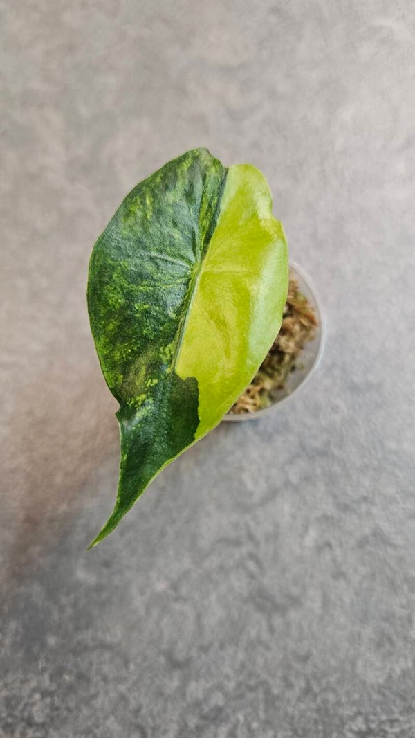 Alocasia Nairobi Nights Multi Variegata