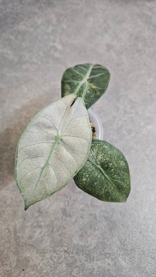 Alocasia Pink Dragon Stardust