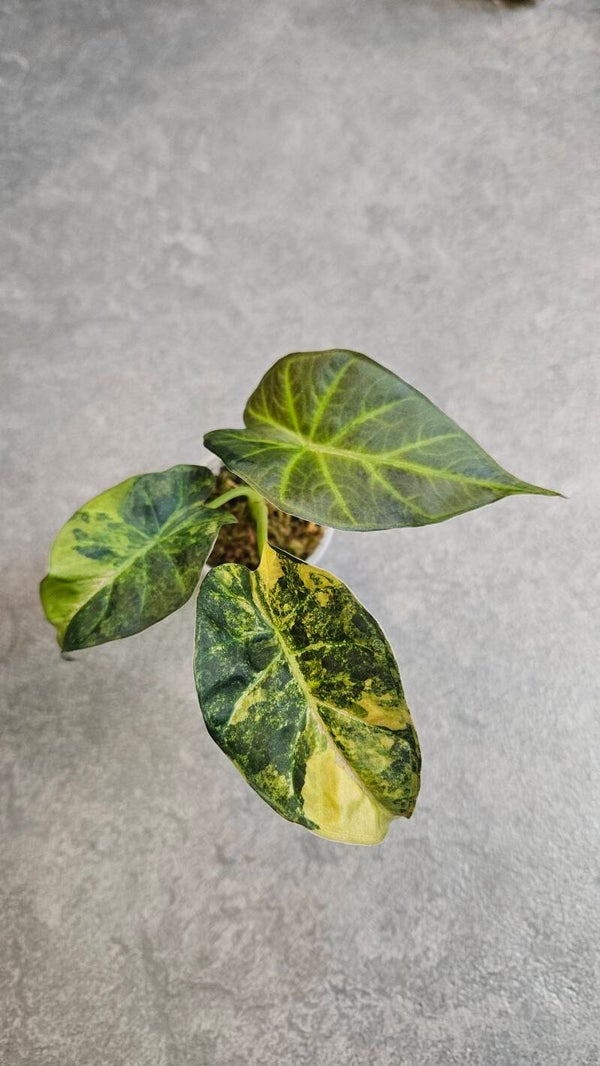 Alocasia Regal Shield Aurea/Gold Variegata
