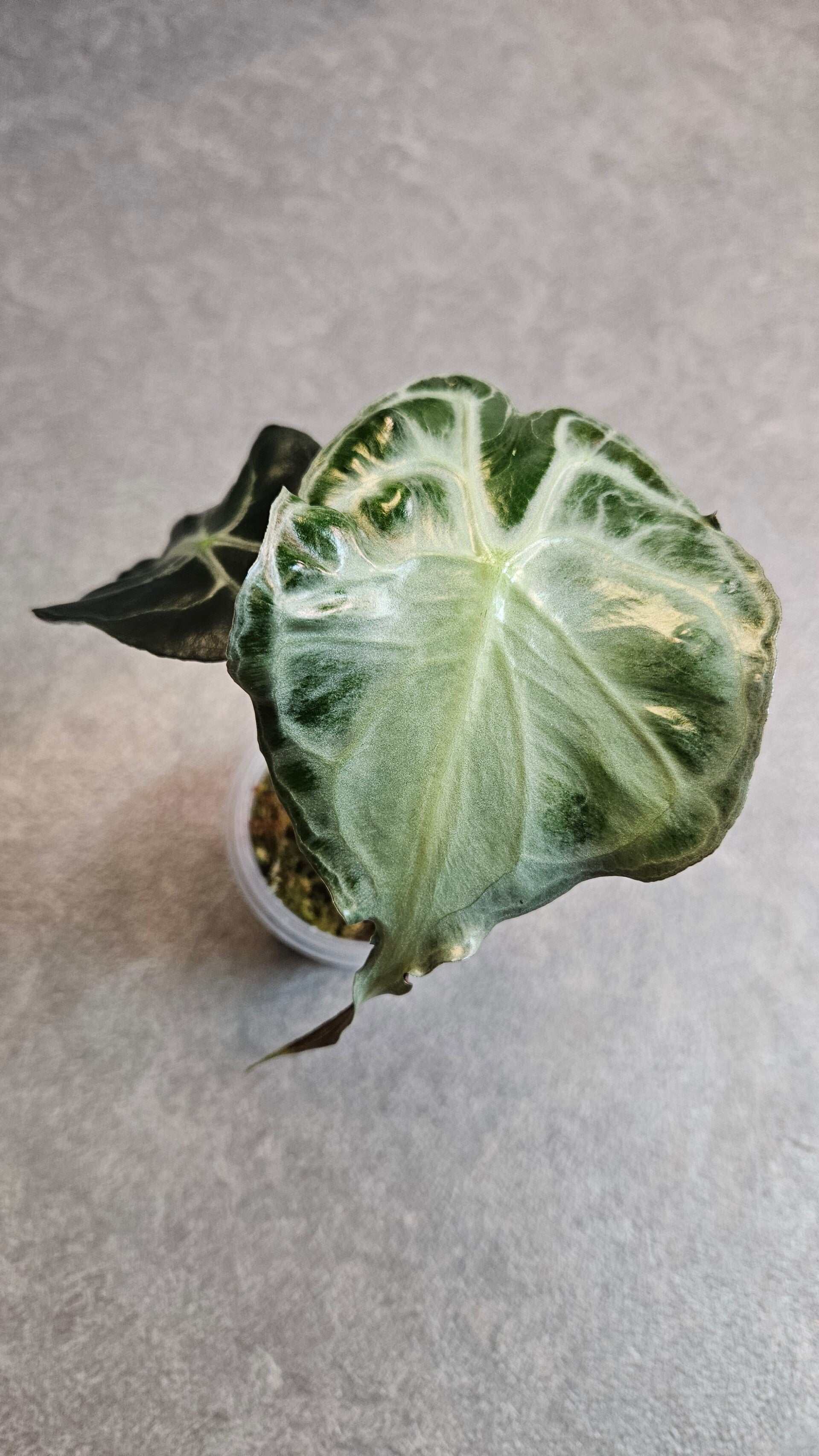 Alocasia Venom