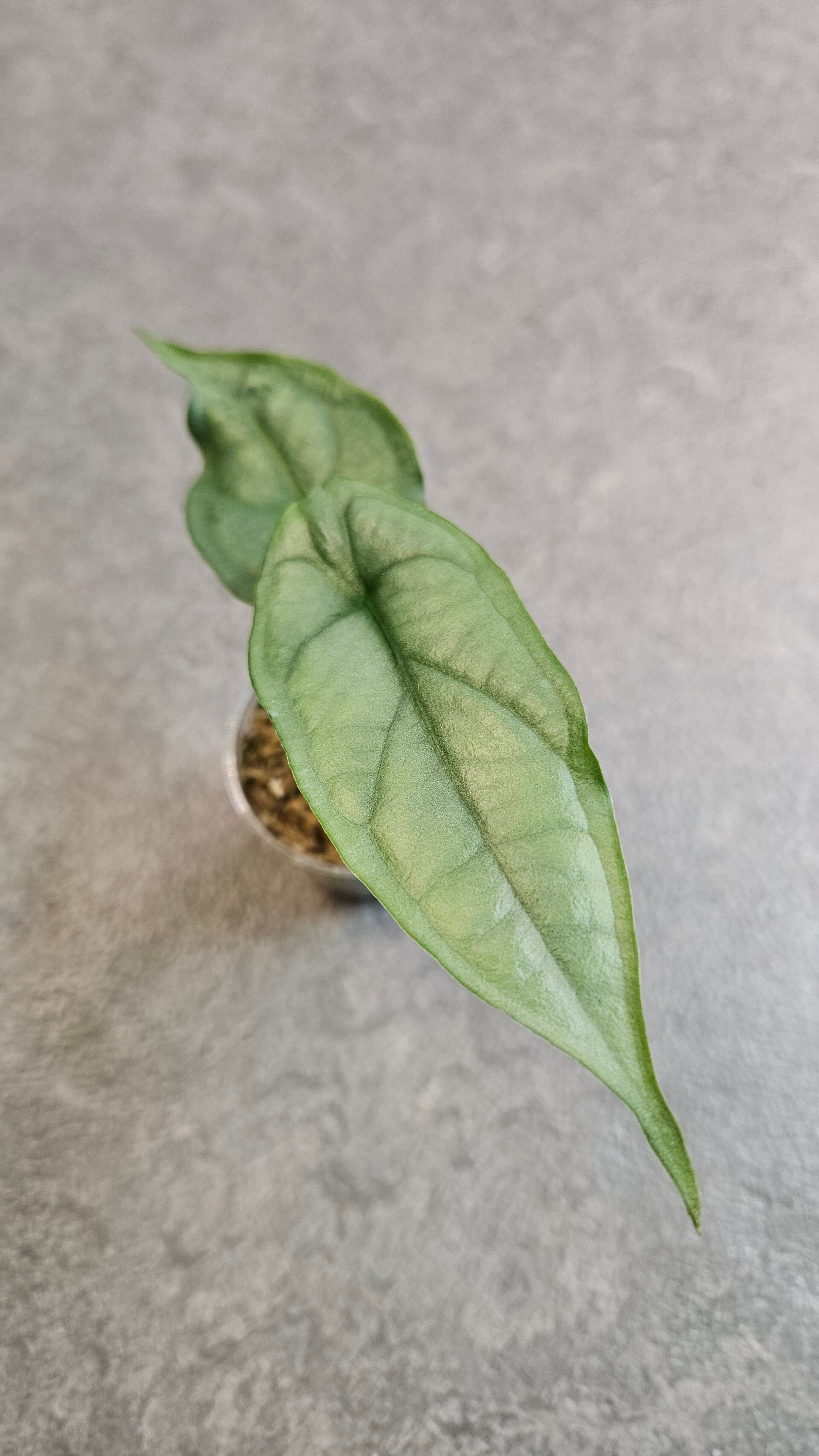 Alocasia Heterophylla Dragon Breath