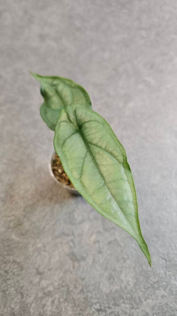 Alocasia Heterophylla Dragon Breath