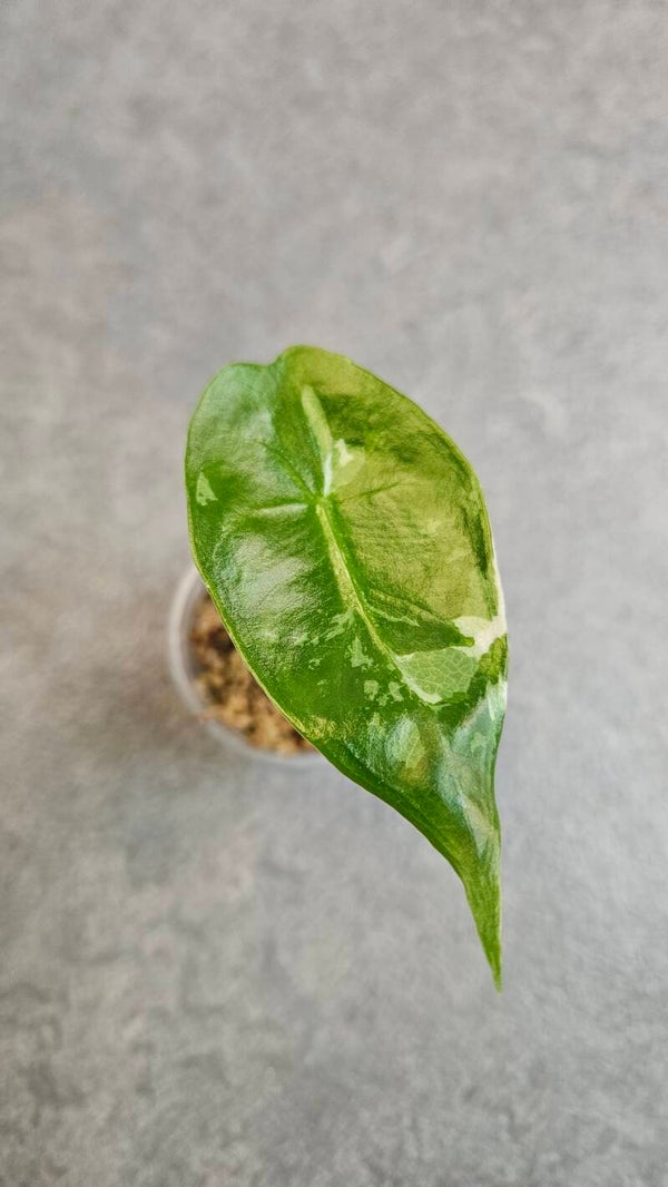 Alocasia Longiloba Albo Variegata