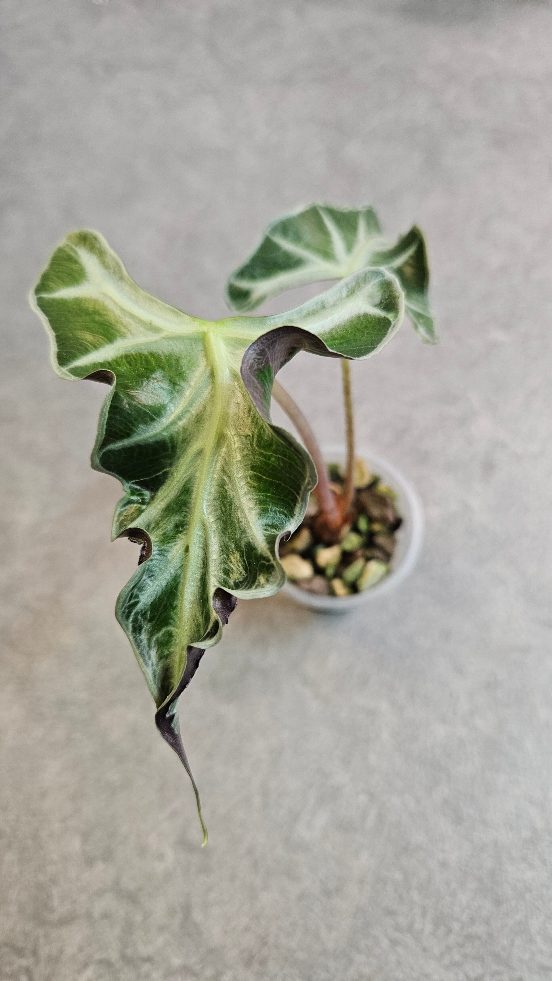 Alocasia Loco
