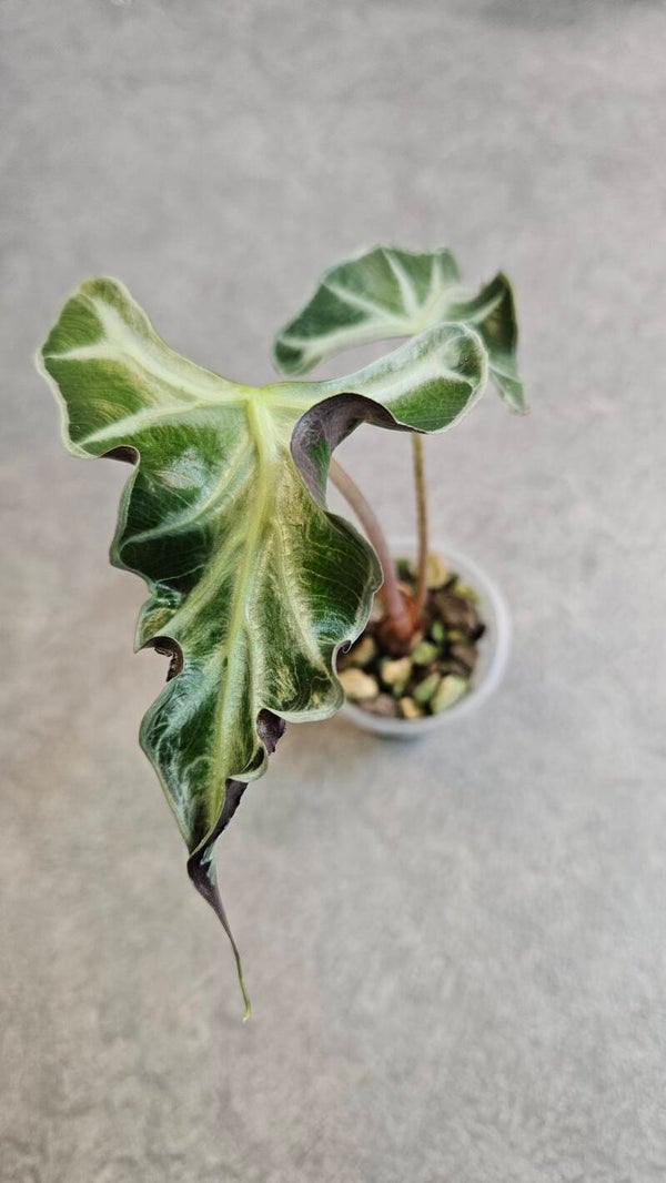 Alocasia Loco