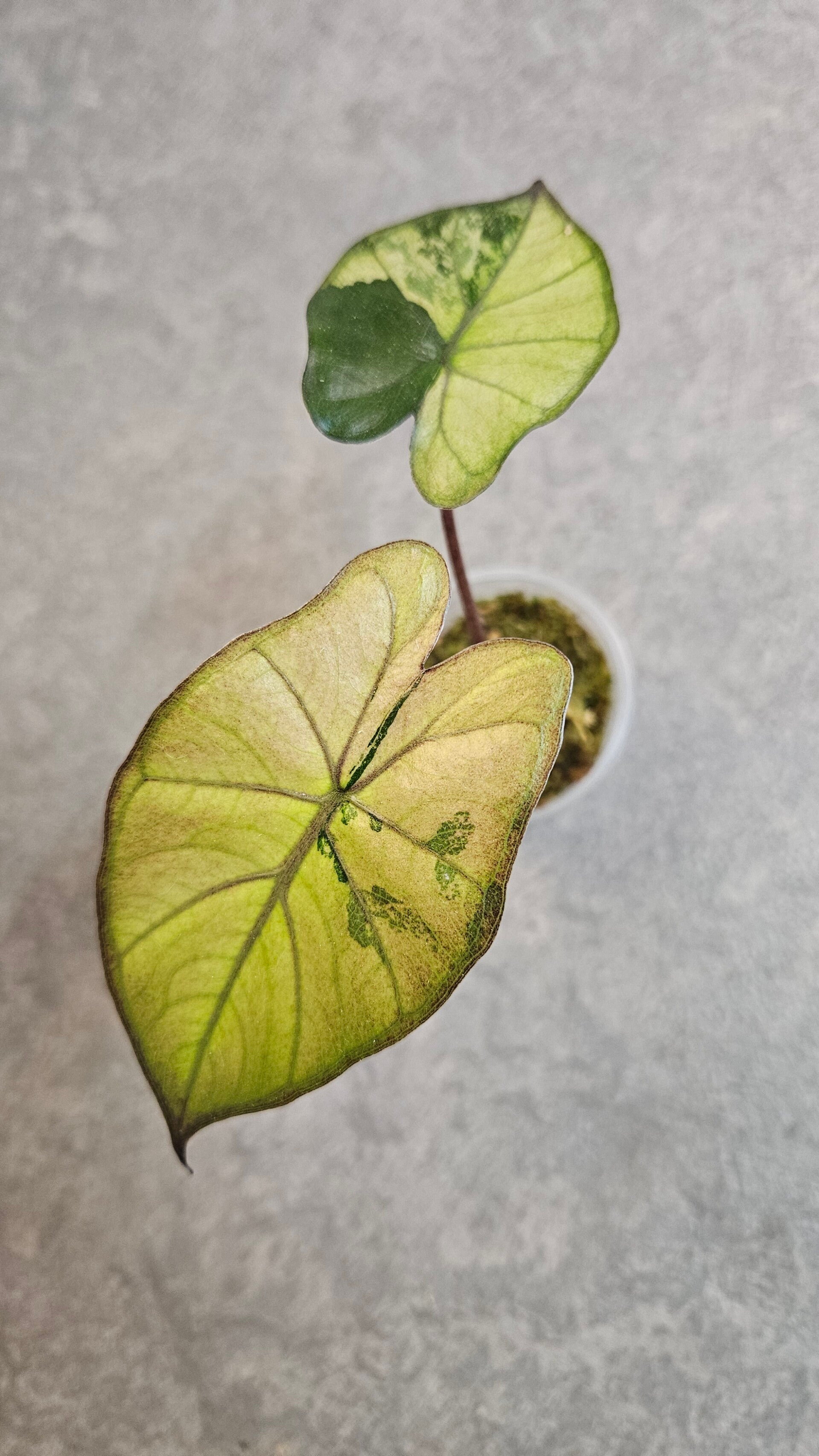 Alocasia Yucatan Princess Tricolor Variegata