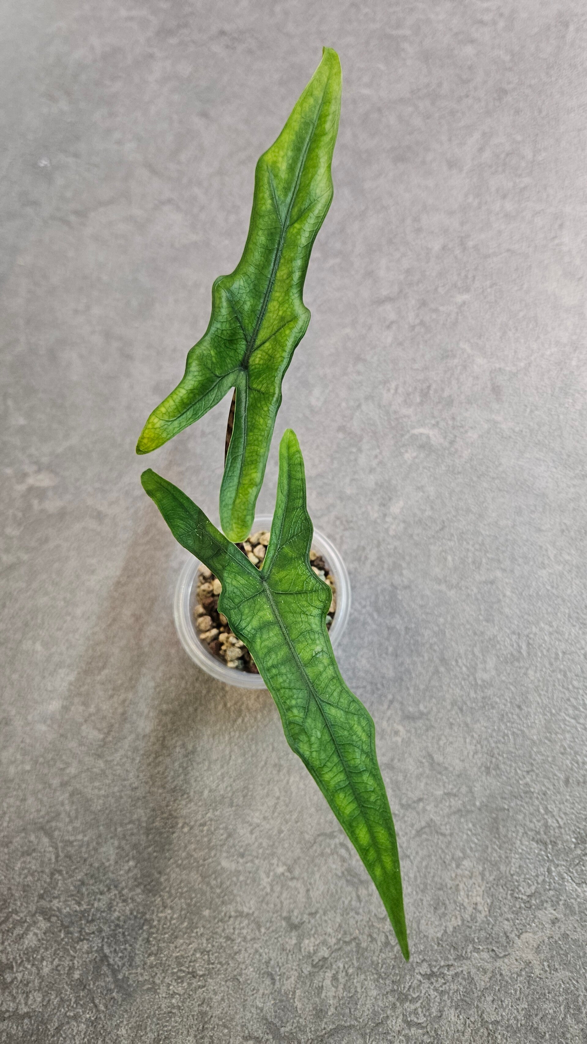 Alocasia Sabrina Narrow