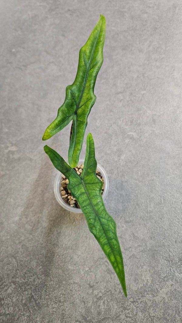 Alocasia Sabrina Narrow