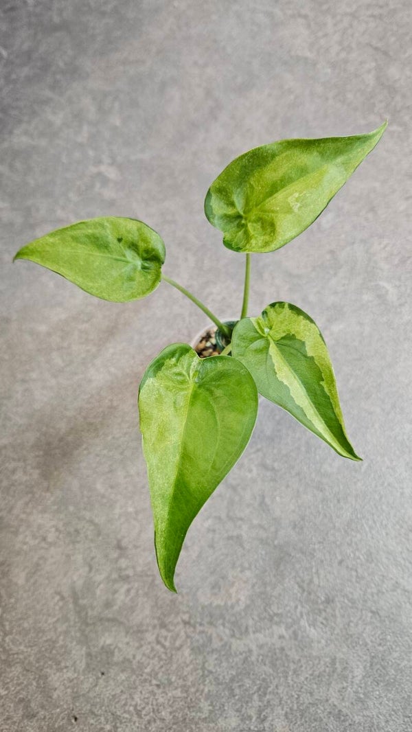 Alocasia Cucullata Aurea/Mint Variegata