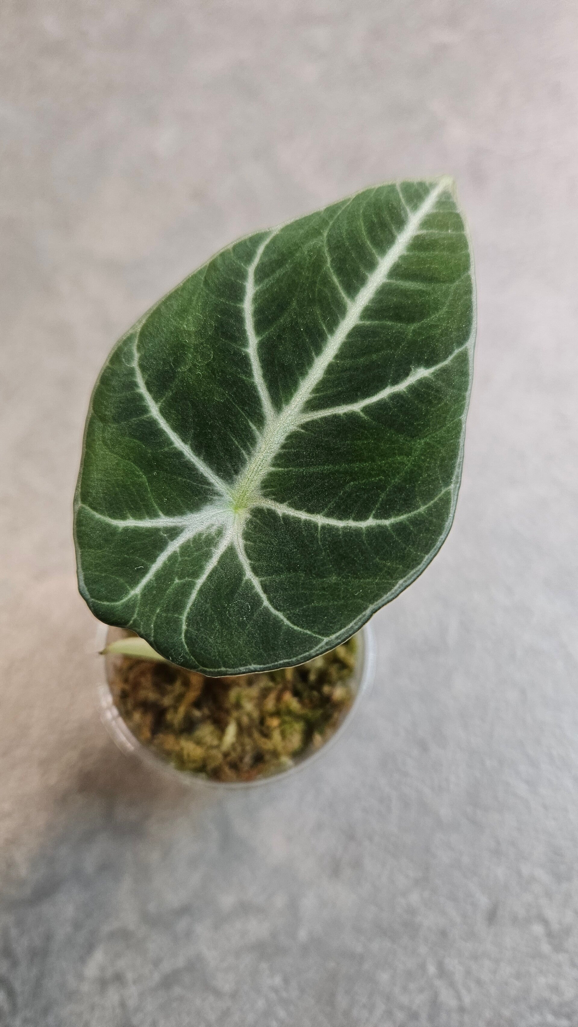 Alocasia Black Velvet