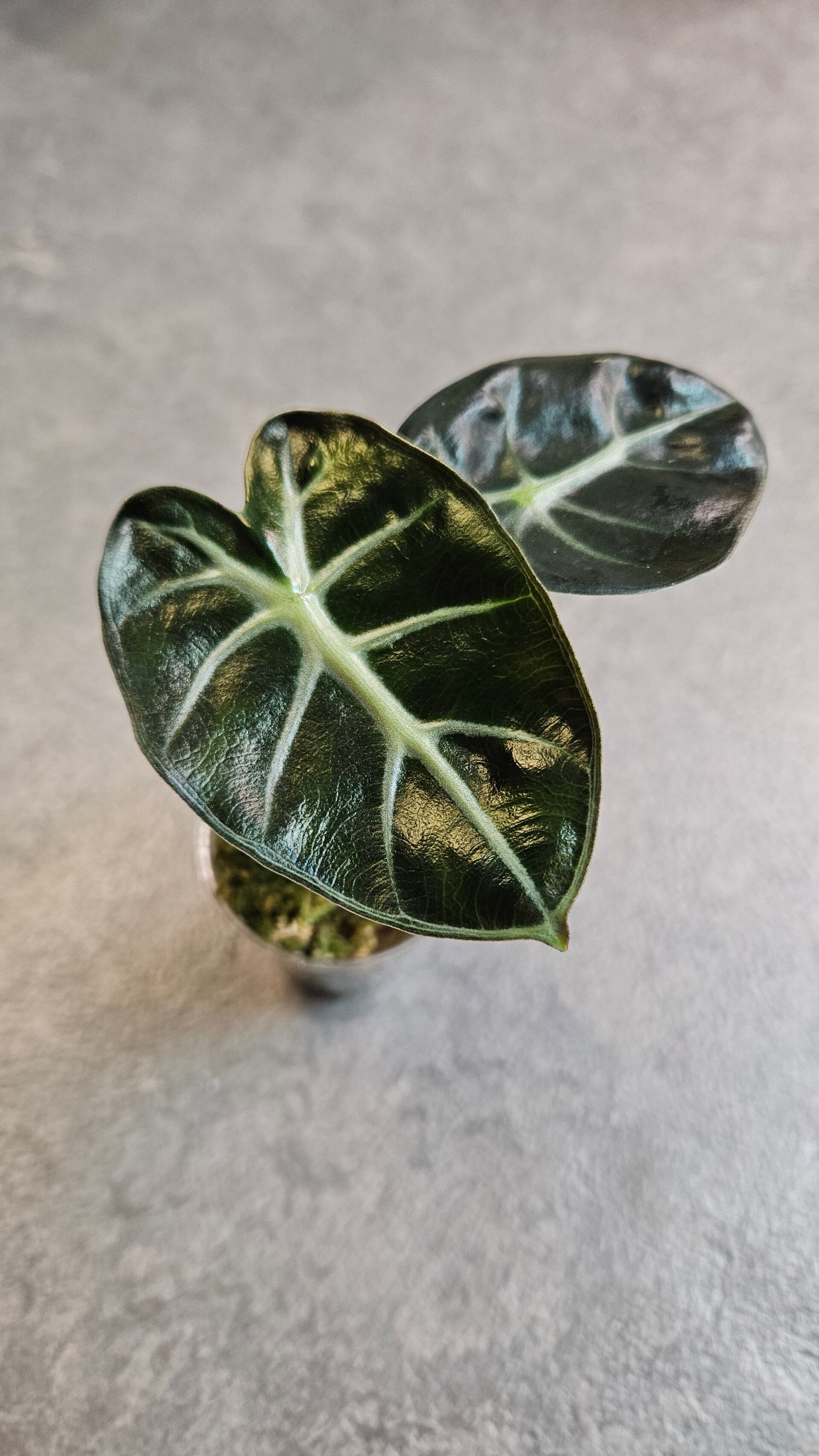 Alocasia Balloon Heart