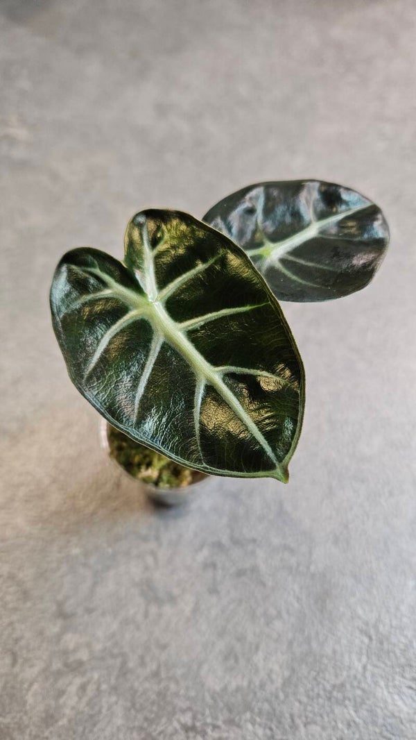 Alocasia Balloon Heart