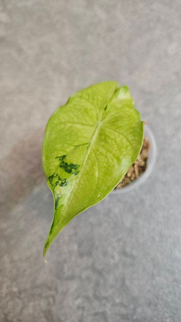 Alocasia Nairobi Nights (tricolor) Variegata