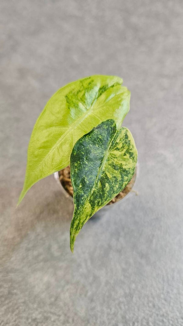 Alocasia Nairobi Nights (tricolor) Variegata 2