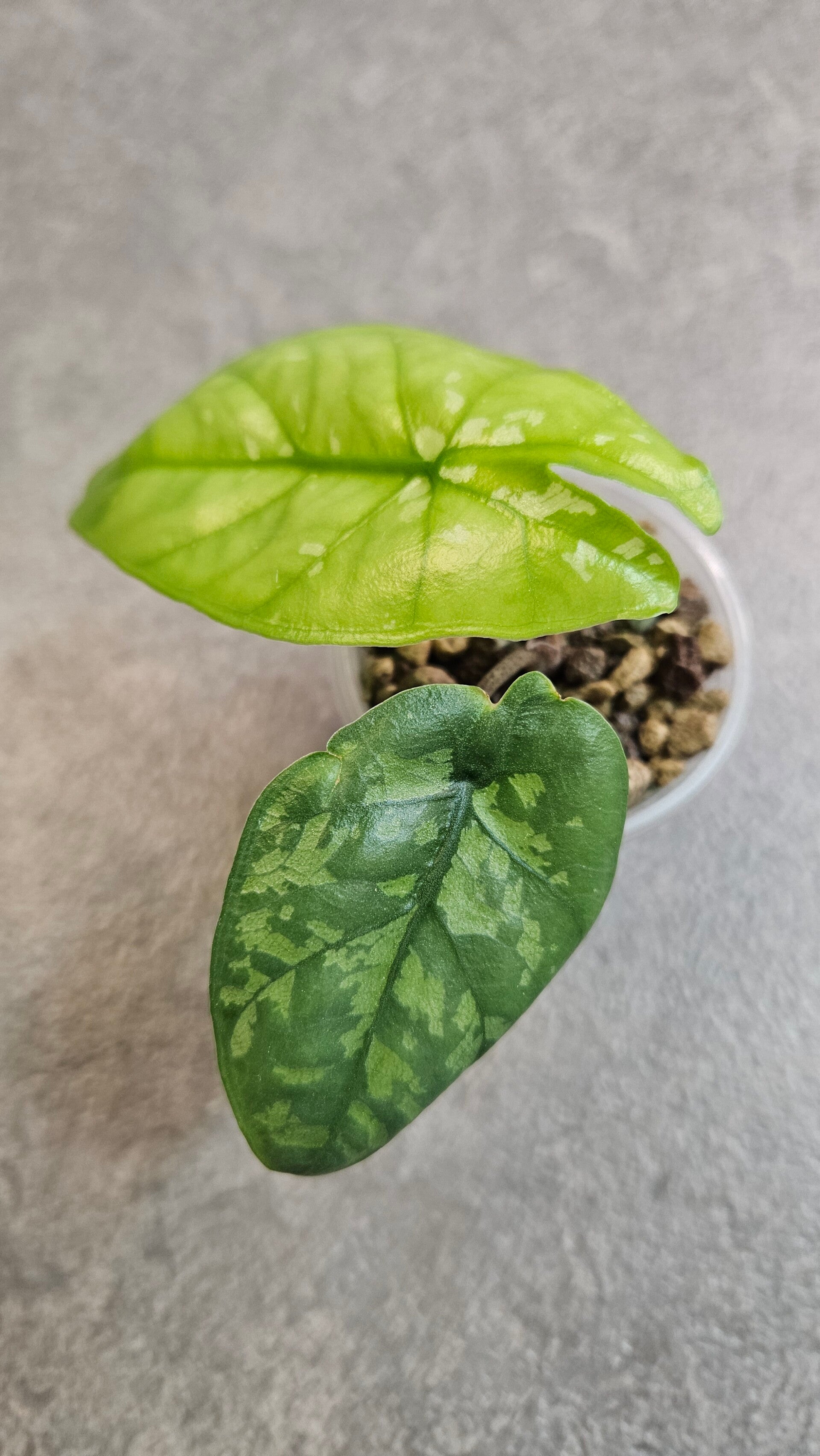 Alocasia Boyceana Shattered Glass