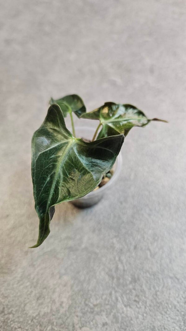 Alocasia Loco (2)