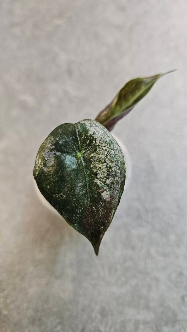 Alocasia Pink Dragon Albo/Pink/Stardust Variegata