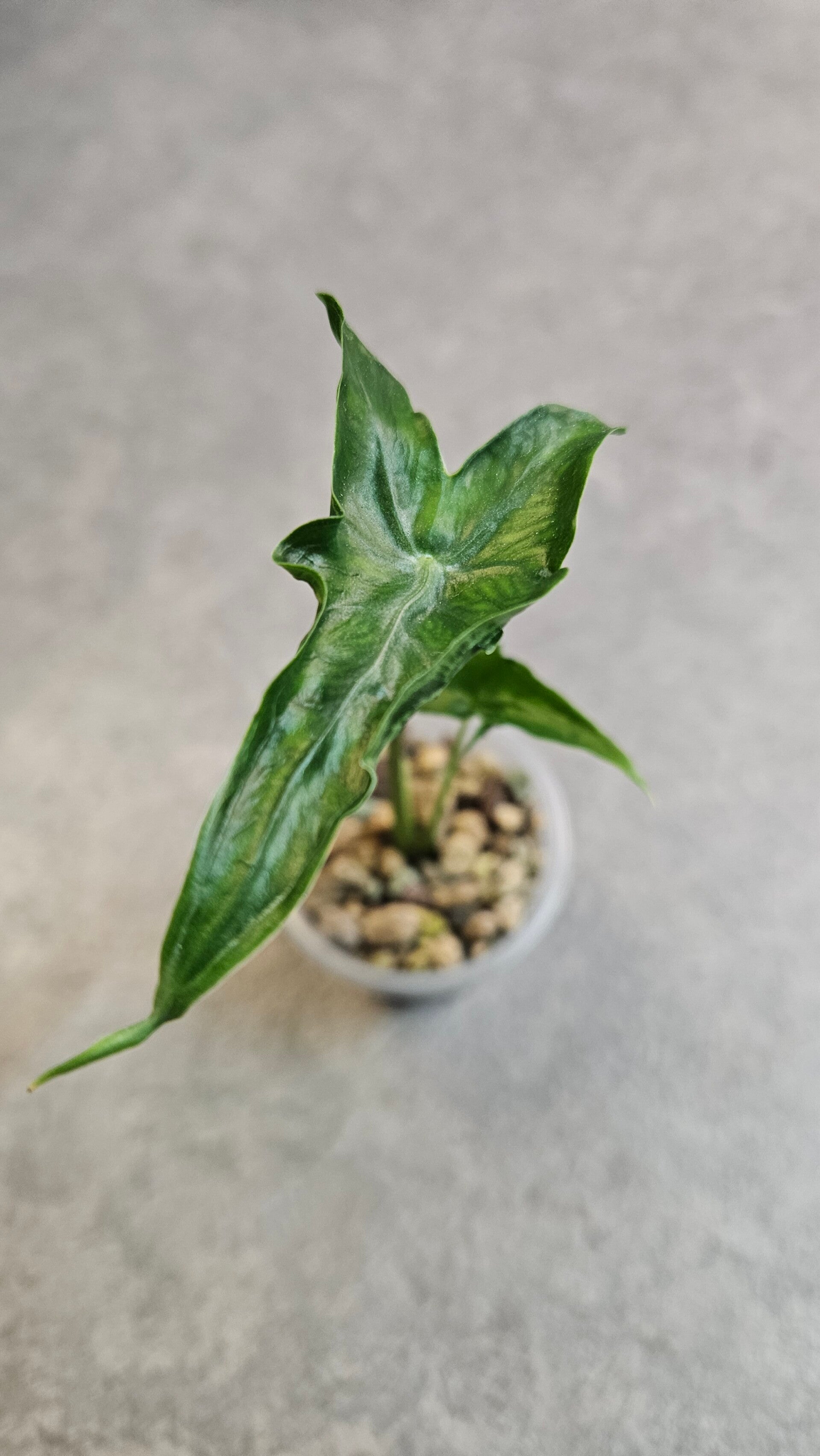Alocasia Teletubbie