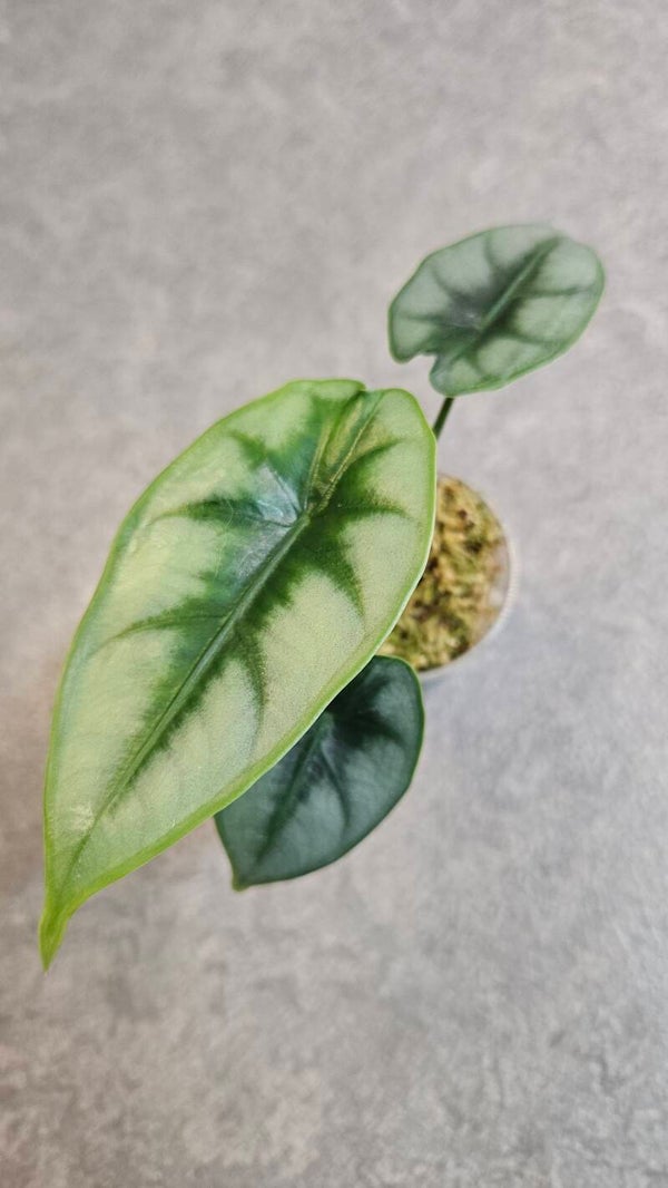 Alocasia Reversa