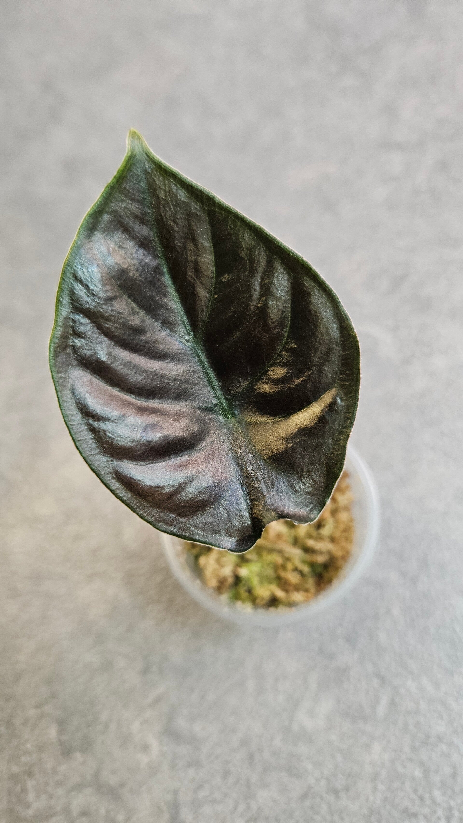 Alocasia Infernalis Kapit black Magic