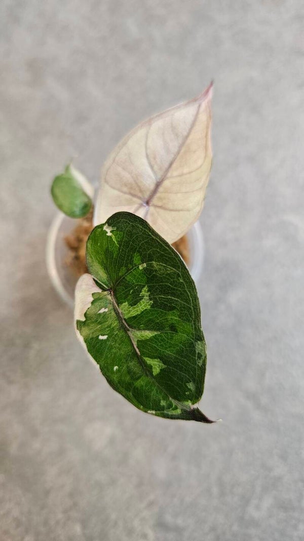 Alocasia Yucatan Princess Pink Variegata