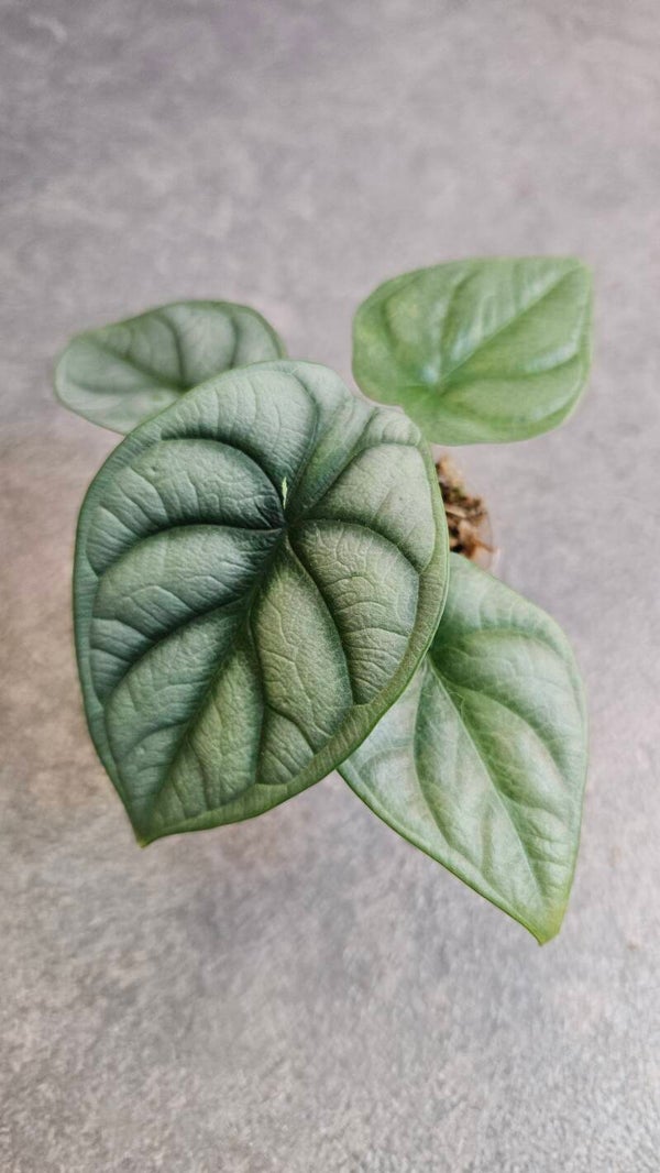 Alocasia Silver Dragon (variegata)