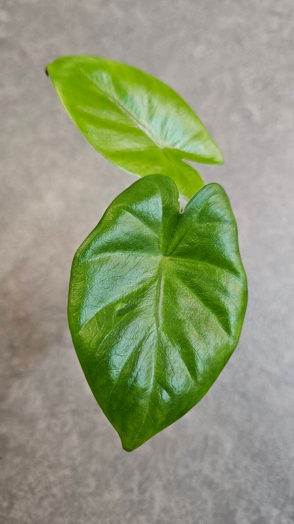 Alocasia Macrorrhiza Black Stem (variegata)