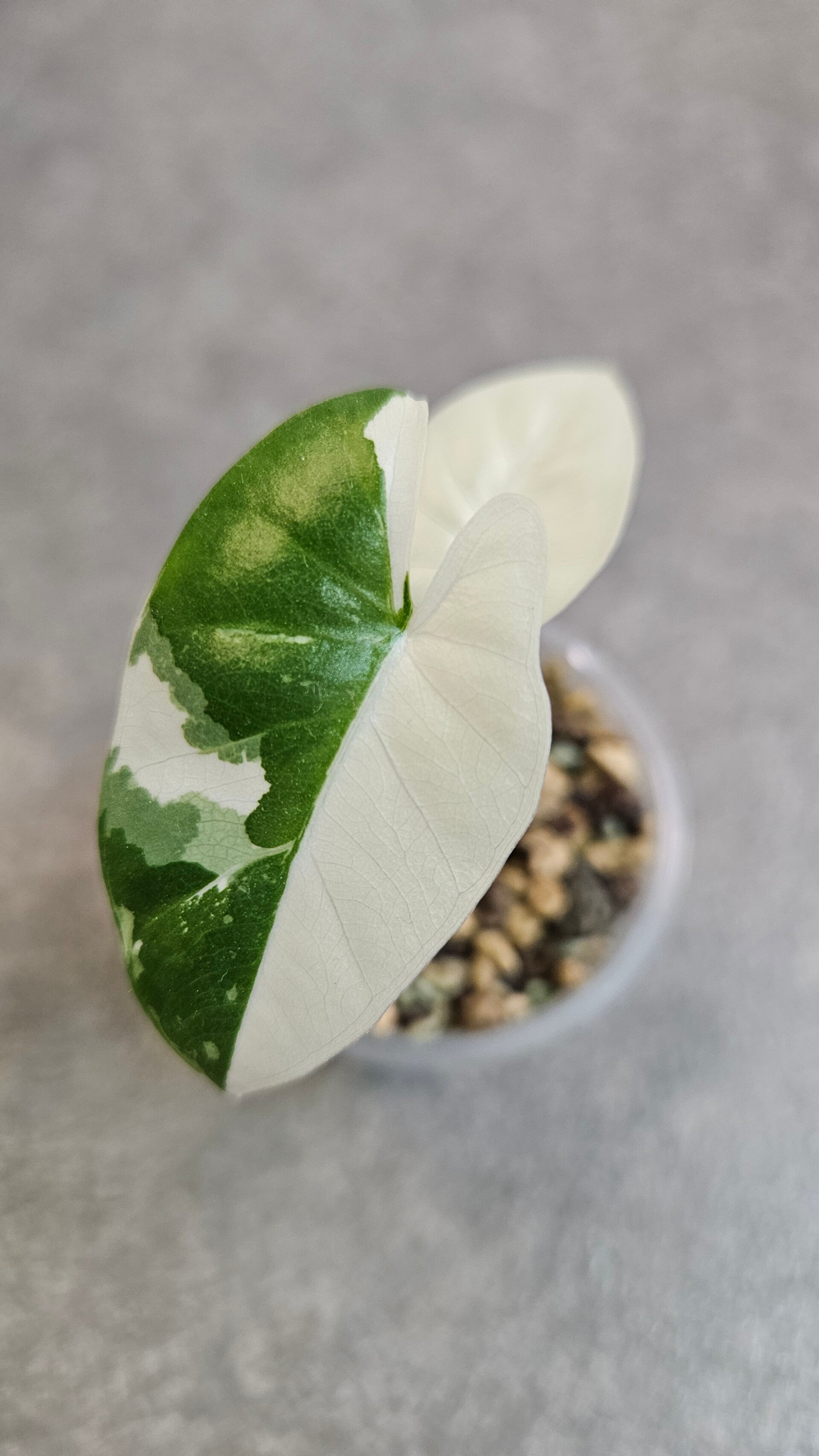 Alocasia Macrorrhiza Albo Variegata
