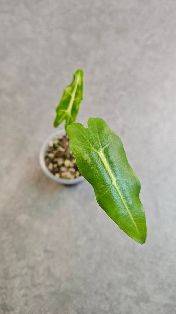 Alocasia Sarian