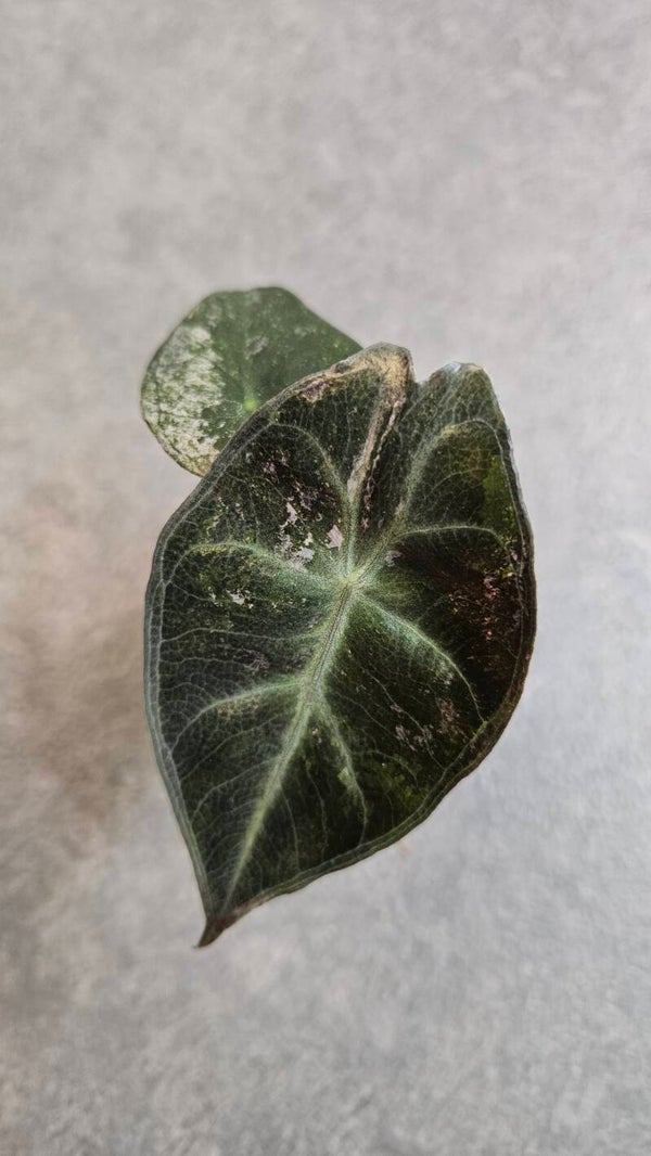 Alocasia Pink Dragon Pink/Stardust Variegata