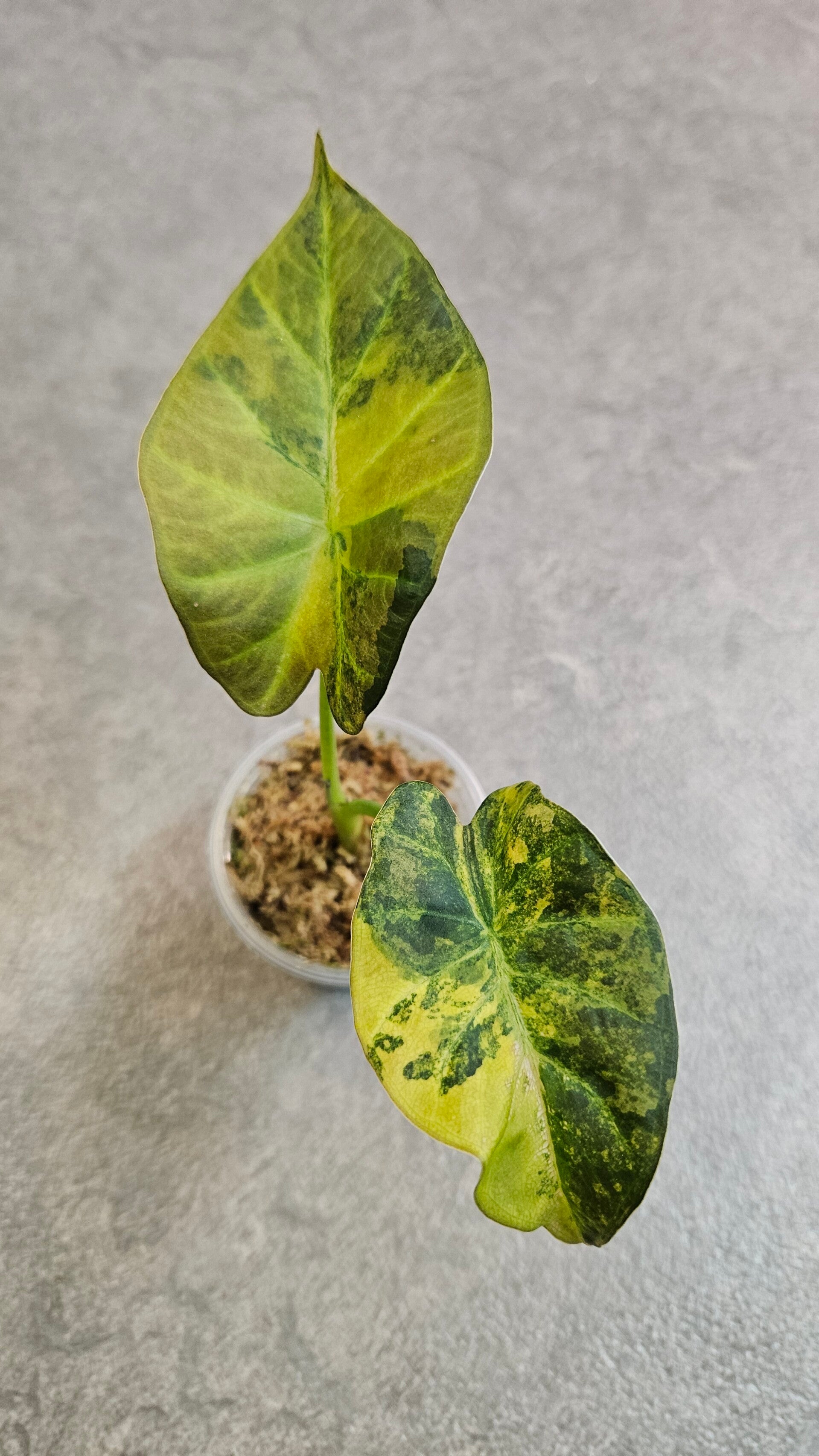 Alocasia Regal Shield Aurea/Gold Variegata