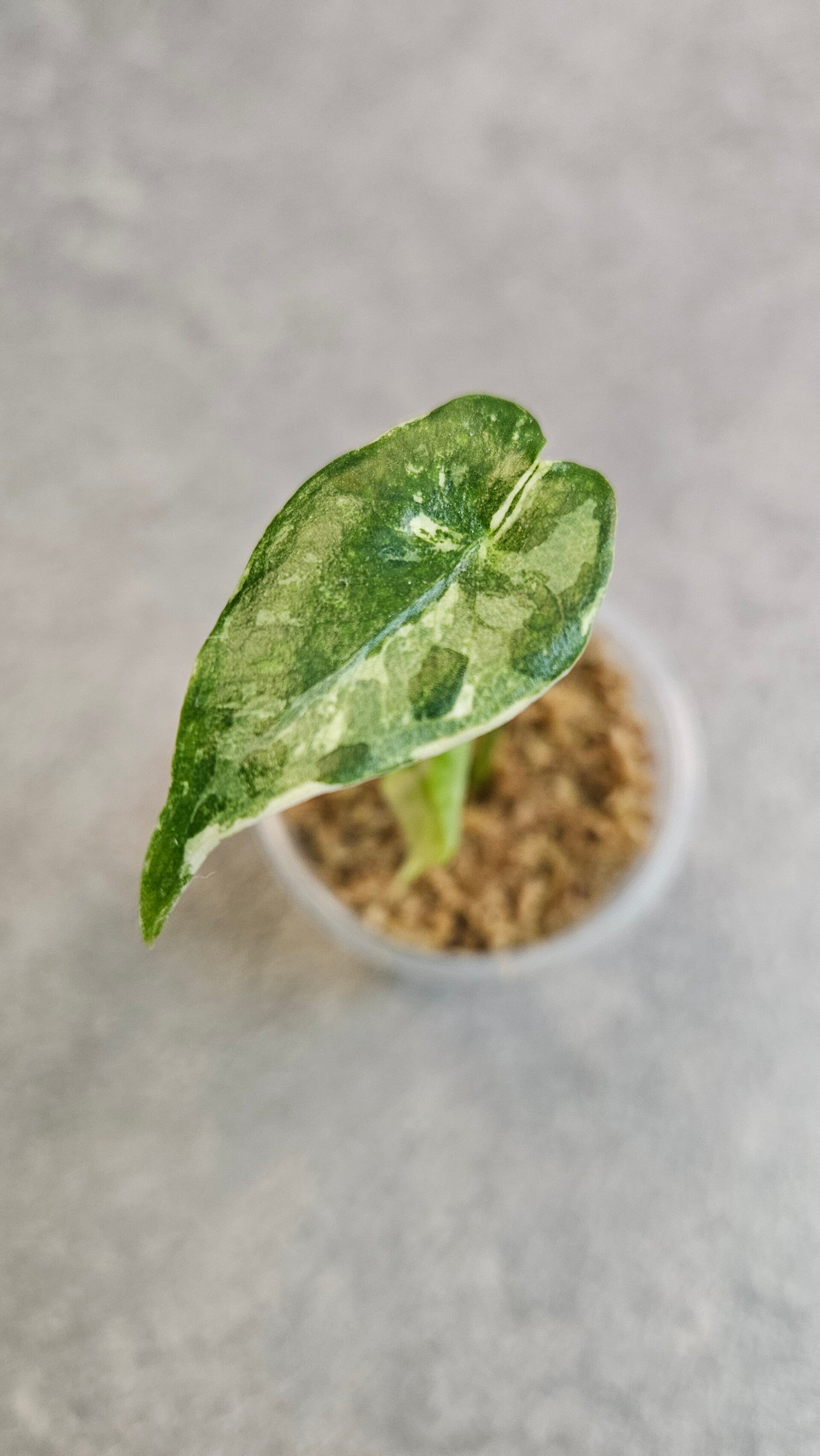 Alocasia Longiloba Albo Variegata