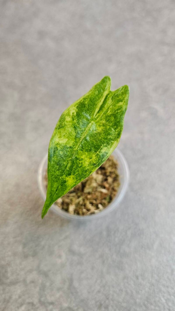 Alocasia Longiloba Albo (aurea) Variegata