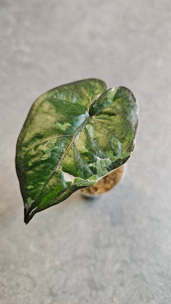 Alocasia Serendipity Pink Variegata