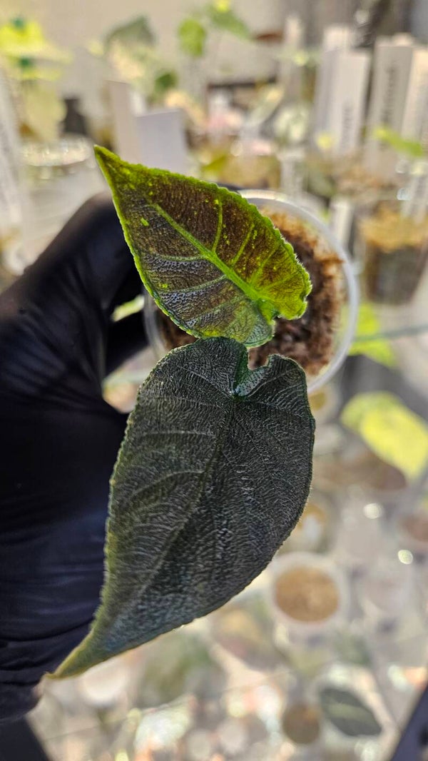 Alocasia Antoro Velvet Variegata