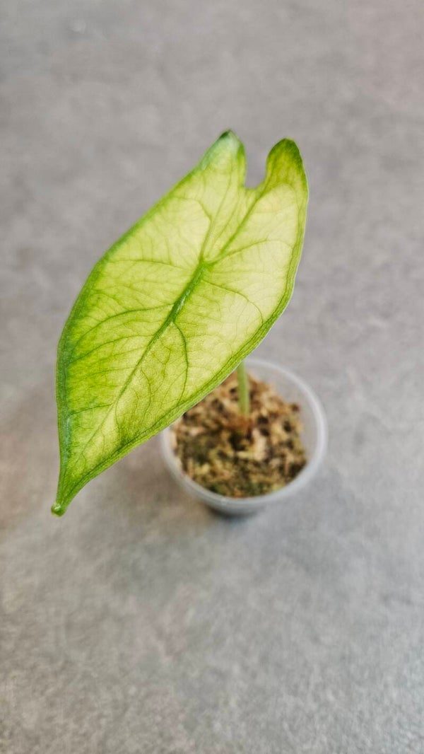 Alocasia Longiloba Albo/Mint Variegata