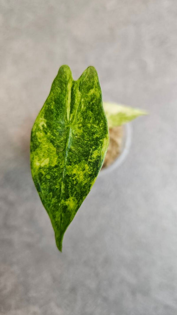 Alocasia Longiloba Albo/Aurea Variegata