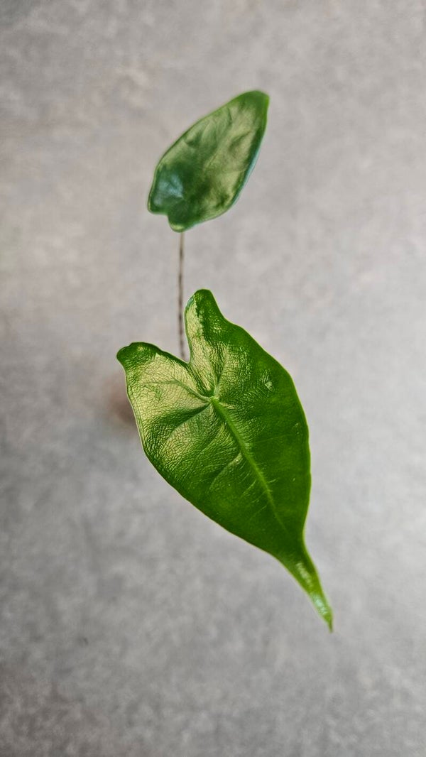 Alocasia Zebrina