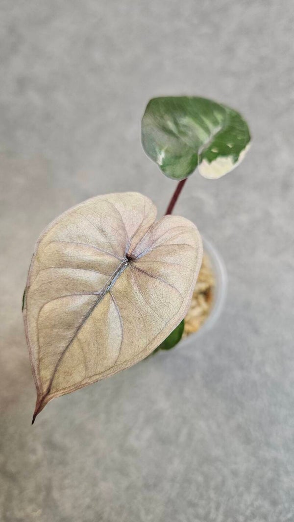 Alocasia Yucatan Princess Albo/Pink Variegata