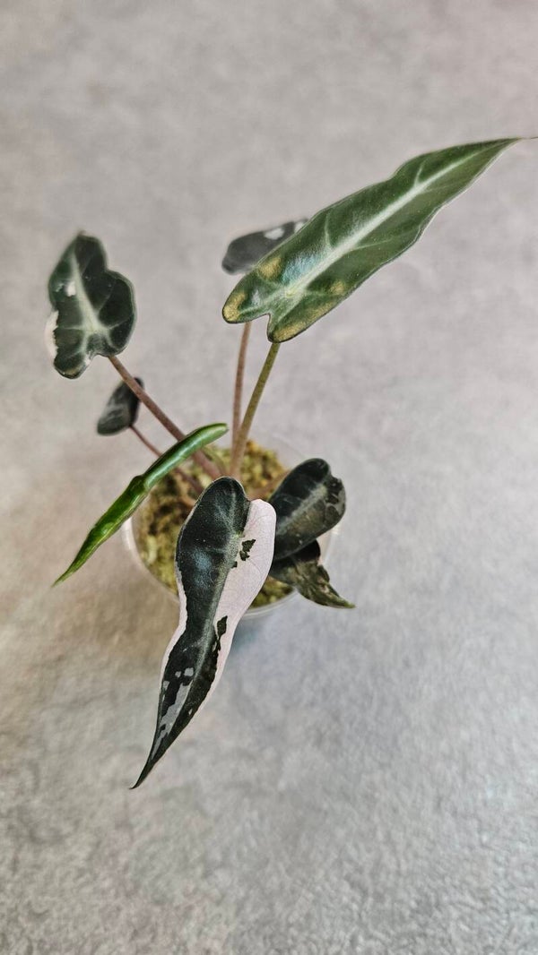 Alocasia Bambino Pink Variegata