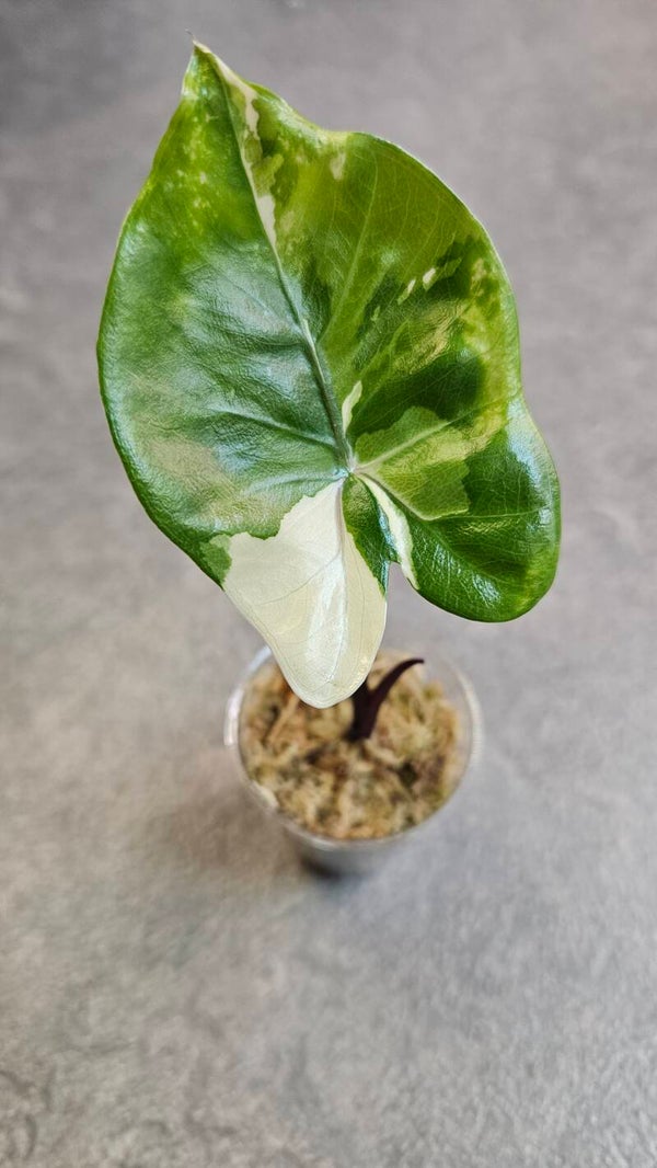 Alocasia Macrorrhizos Black Stem Variegata