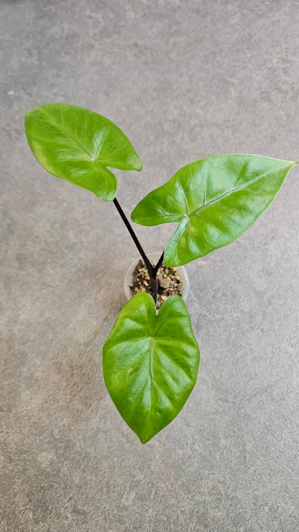 Alocasia Macrorrhiza Black Stem