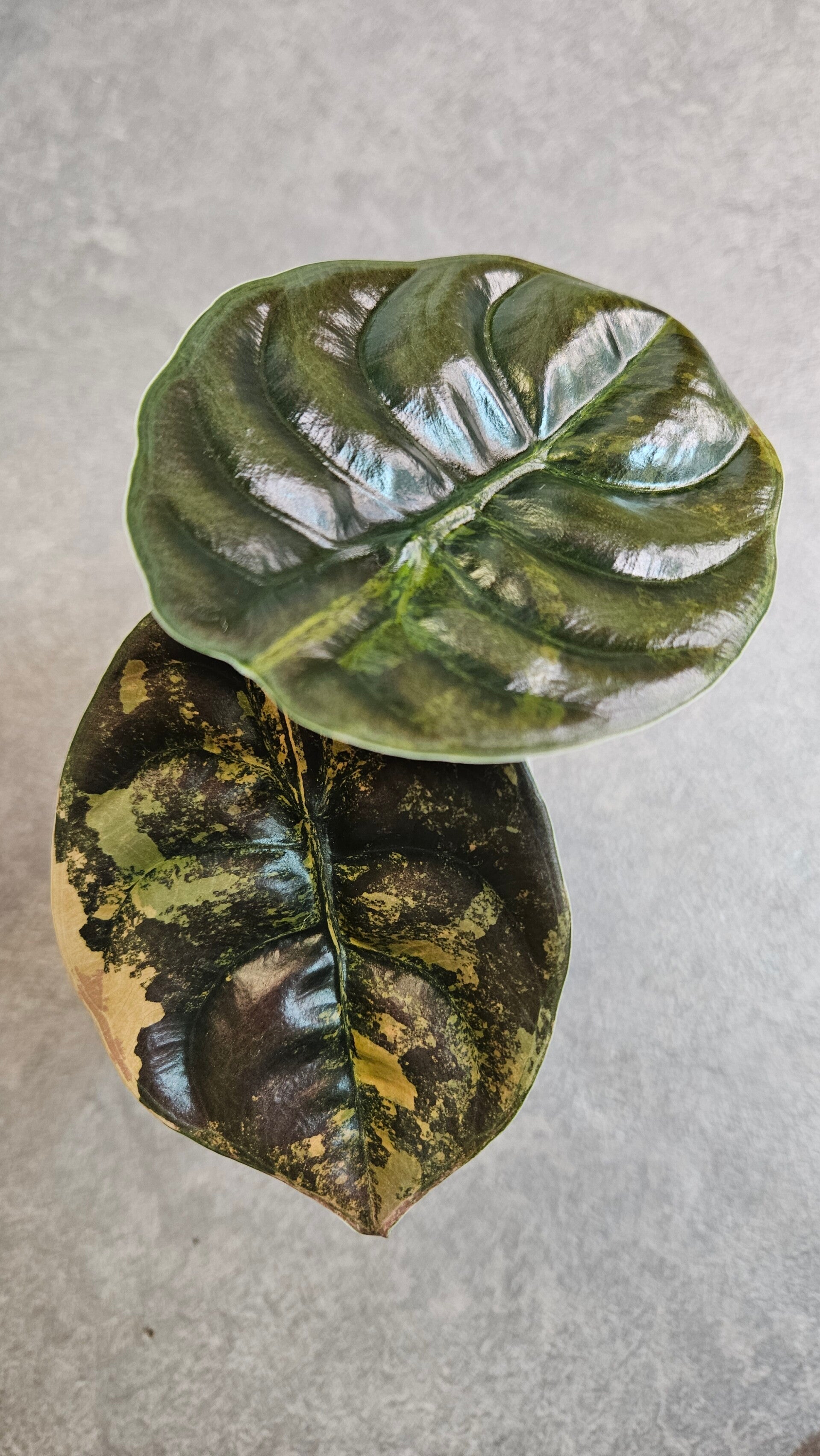 Alocasia Cuprea Gold Variegata