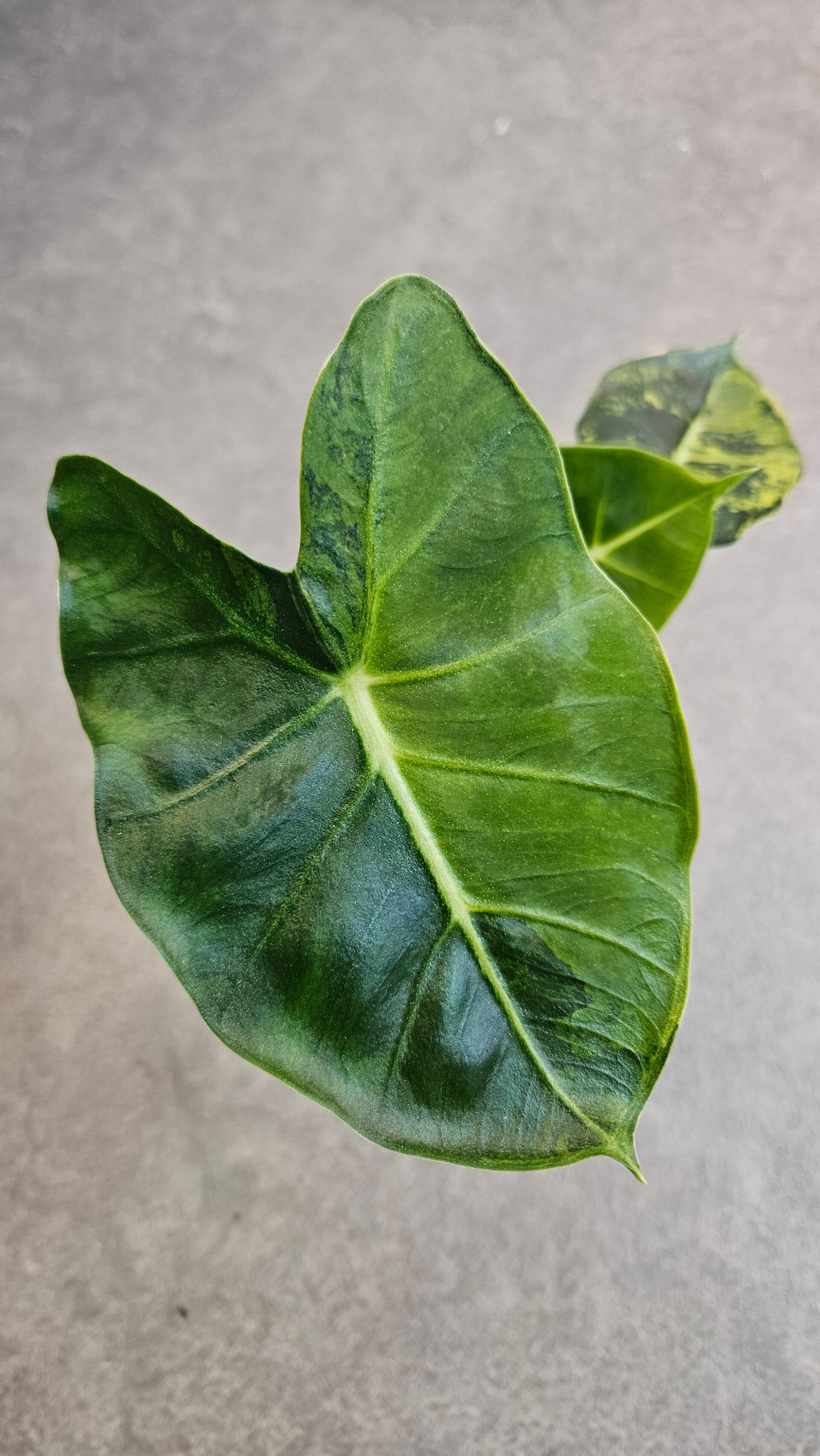 Alocasia London Eye Aurea (Dorayaki Frydek) (ntk)