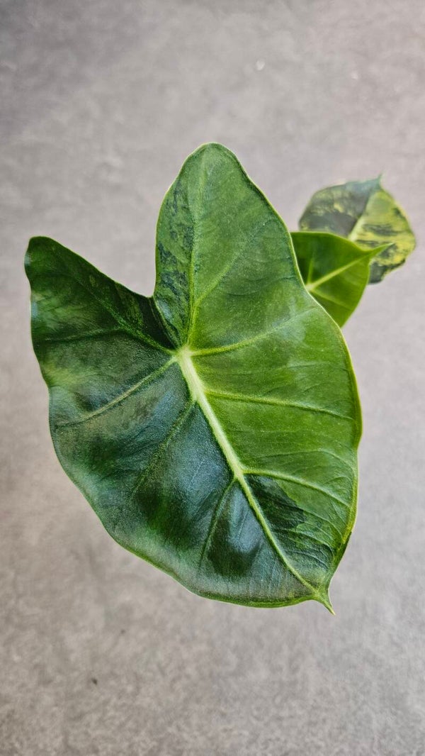 Alocasia London Eye Aurea (Dorayaki Frydek) (ntk)