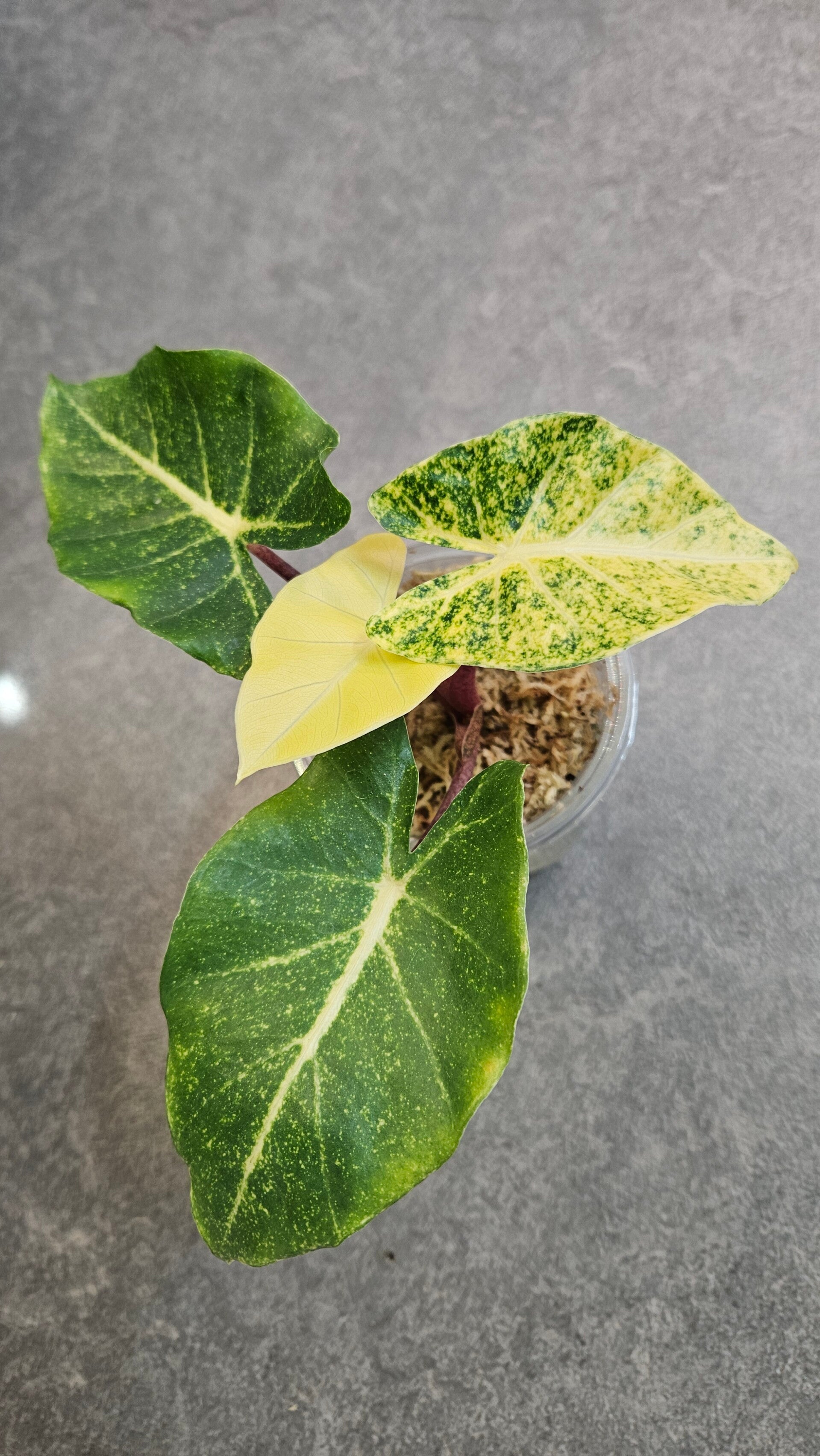 Alocasia New Guinea Gold (ntk)