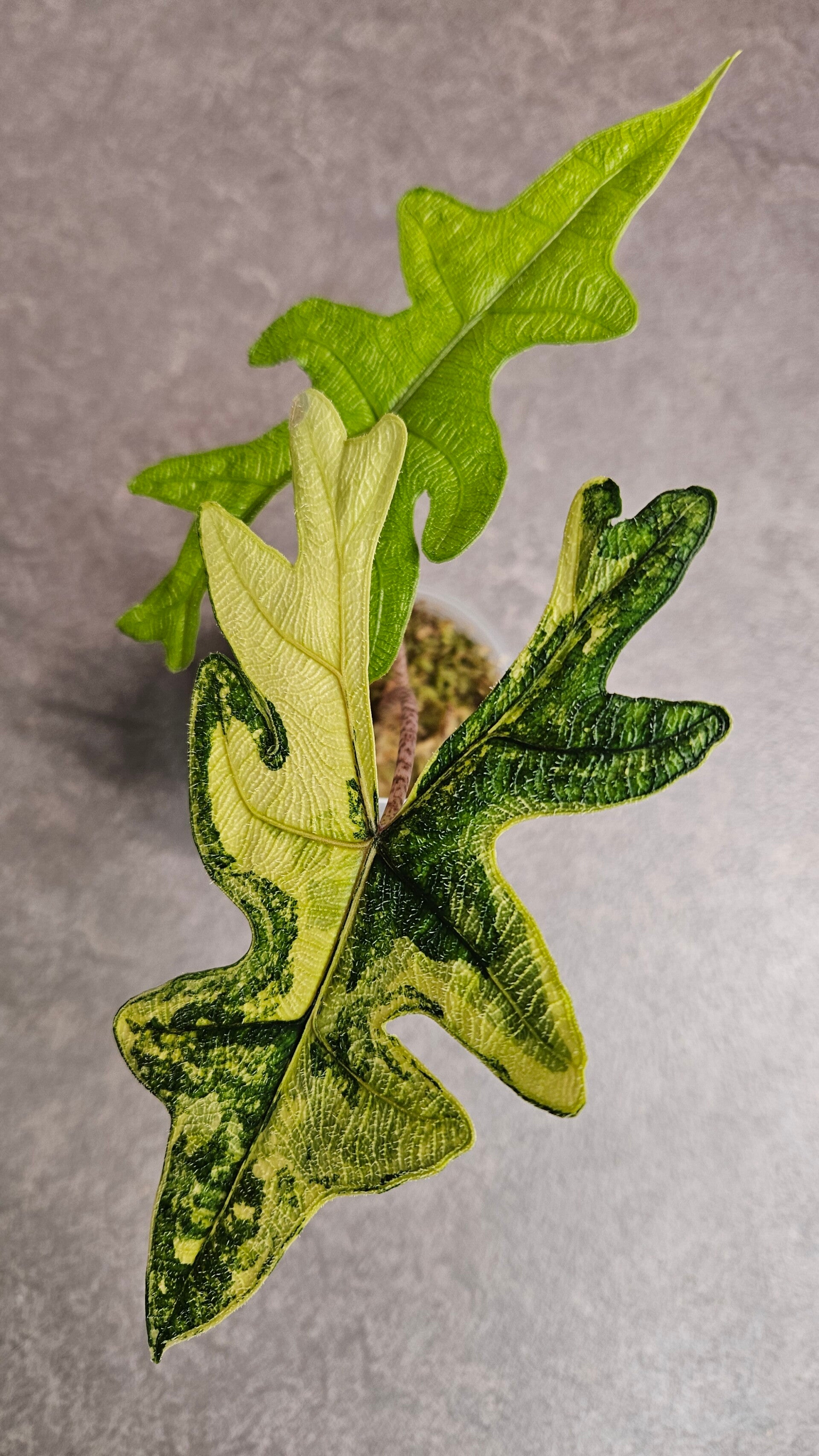 Alocasia Jacklyn Aurea Variegata (ntk)